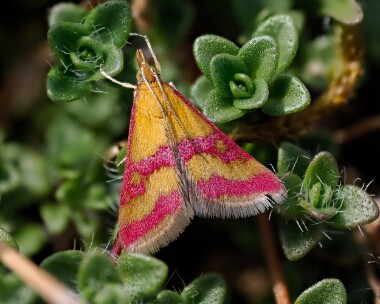 sanguinalis270523 Pyrausta Sanguinalis The Ayres, Isle of Man