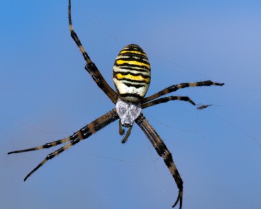 waspspider160923s Wasp Spider Salthouse, Norfolk