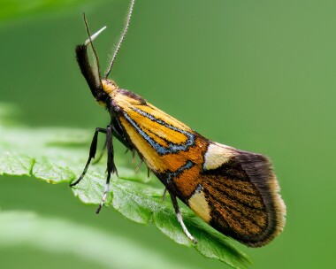 alboniageoffrella170524 Albonia Geoffrella Dixton, Wales