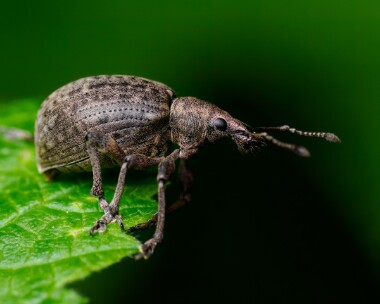 chequeredweevil020624 Chequered Weevil Ballaugh Plantation, Isle of Man