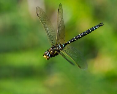 commonhawker300824 Common Hawker Archallagan, Isle of Man