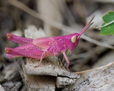 fieldgrasshopper280624 Field Grasshopper West Blean, Kent
