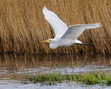 greatwhiteegret290224 Great White Egret Leighton Moss, Lancashire