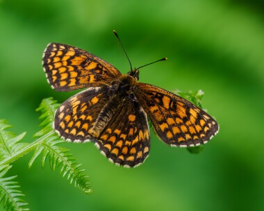 heathfritillary230624i Heath Fritillary Blean Woods, Kent