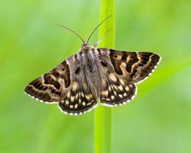 mothershipton160524 Mother Shipton Dixton, Wales
