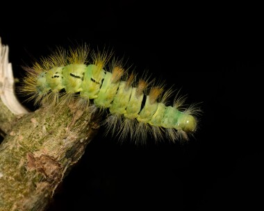 paletussock141024 Pale Tussock Caterpillar Douglas, Isle of Man