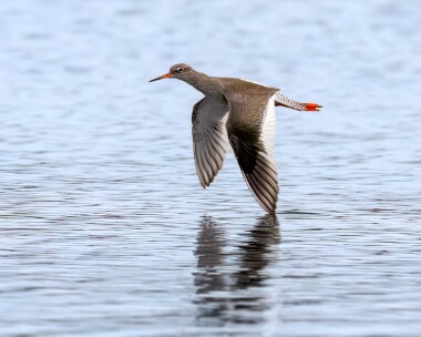 redshank290224 Common Redshank Leighton Moss, Lancashire