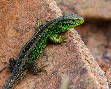 sandlizard140524e Sand Lizard Higher Hyde Heath, Dorset
