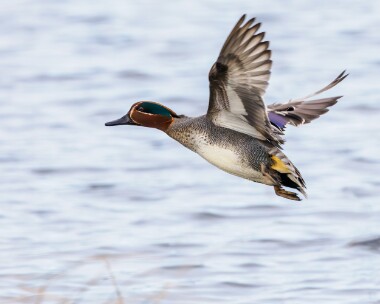 teal290224b Teal Leighton Moss, Lancashire