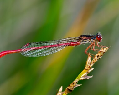 smallreddam050825b Small Red Damselfly Stoborough, Dorset