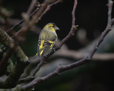 45_siskin060226 46. Siskin Douglas, Isle of Man