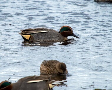 teal050226 45. Teal Langness, Isle of Man