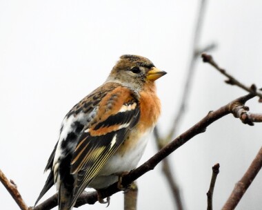 brambling131216b Brambling Douglas, Isle of Man