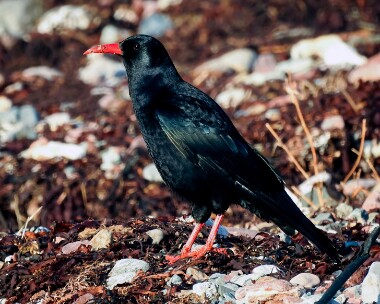 chough031216 Chough Langness, Isle of Man