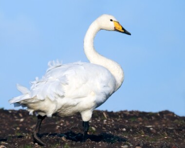 whooperswan100116 Whooper Swan Jurby, Isle of Man