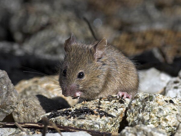Mouse