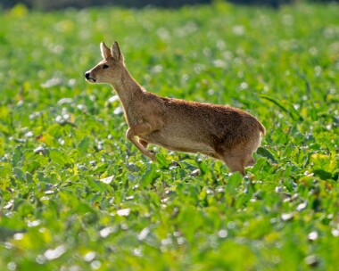 muntjac041026s Muntjac Hickling, Norfolk