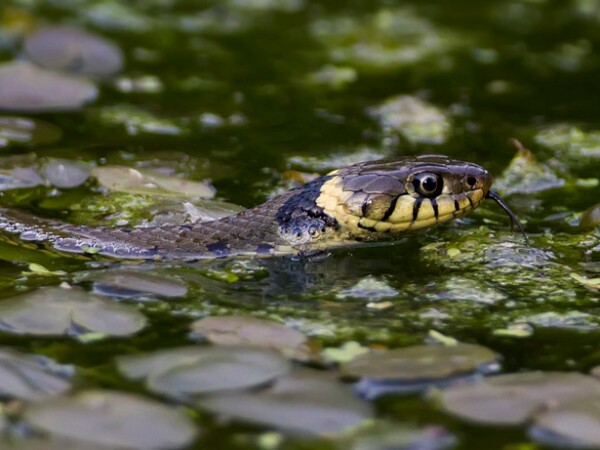 Grass Snake