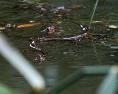 grasssnake031022 Grass Snake Hickling, Norfolk