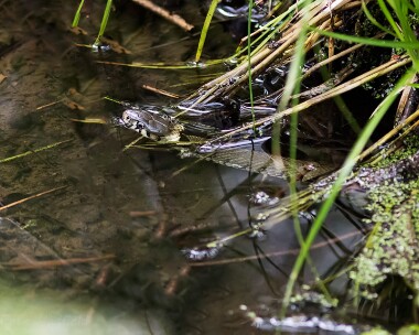 grasssnake040515 Grass Snake Norfolk