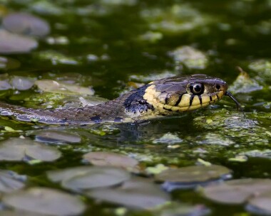 grasssnake210510 Grass Snake, Rutland Water, Rutland