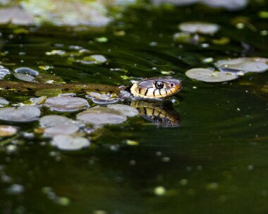 grasssnake210510b Grass Snake, Rutland Water, Rutland