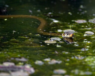 grasssnake210510c Grass Snake, Rutland Water, Rutland