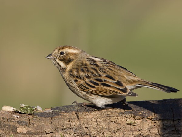 Reed Bunting