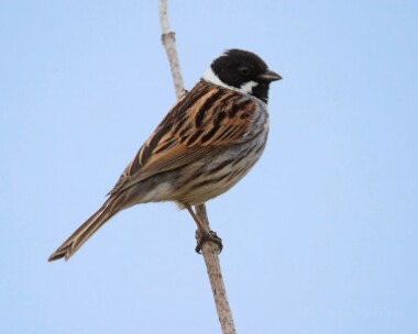 reedbunting0401515 Reed Bunting Cley, Norfolk