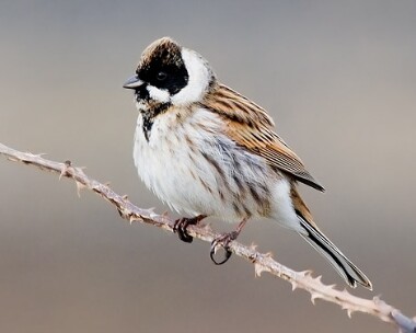 reedbunting16 Reed Bunting Langness, Isle of Man