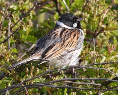 reedbunting17 Reed Bunting Langness, Isle of Man