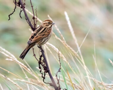 reedbunting171018 Reed Bunting Kelling, Norfolk
