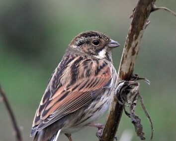 reedbunting18 Reed Bunting Moore Nr, Cheshire