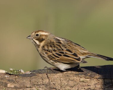 reedbunting190208 Reed Bunting Private farm, Cheshire