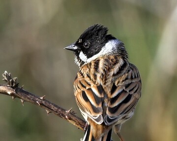 reedbunting20070408 Reed Bunting Langness, Isle of Man