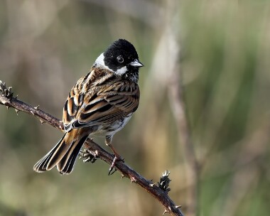 reedbunting20070408b Reed Bunting Langness, Isle of Man