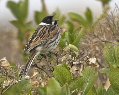 reedbunting20070409 Reed Bunting Derbyhaven, Isle of Man