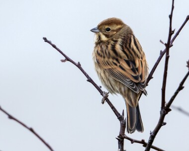 reedbunting201017