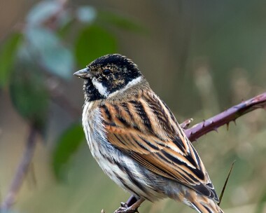 reedbunting210208 Reed Bunting Moore NR, Cheshire