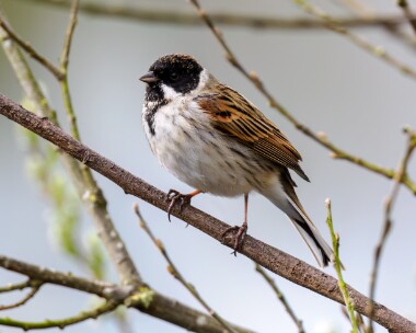 reedbunting300324 Reed Bunting Lakenheath, Norfolk