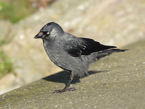 Jackdaw