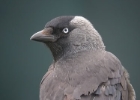 jackdaw Jackdaw Castletown, Isle of Man