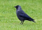 jackdaw031107 Jackdaw Ramsey, Isle of Man