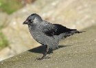 jackdaw1 Jackdaw Peel, Isle of Man