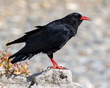 chough080826 Chough Derbyhaven, Isle of Man
