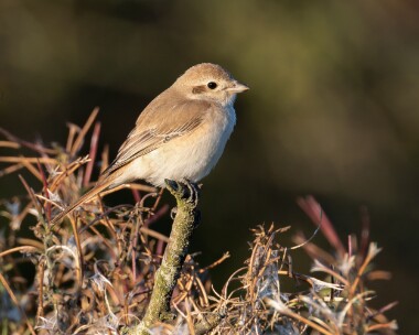 isabellineshrike111015c Isabelline Shrike Beeston, Norfolk