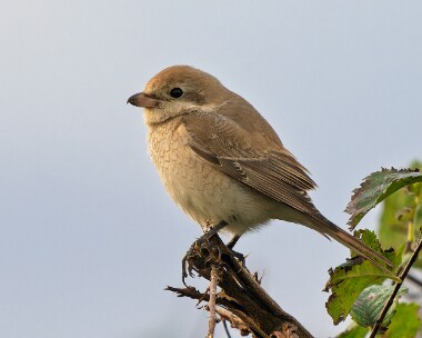 isabellineshrike221026s Isabelline Shrike Easington, Yorkshire