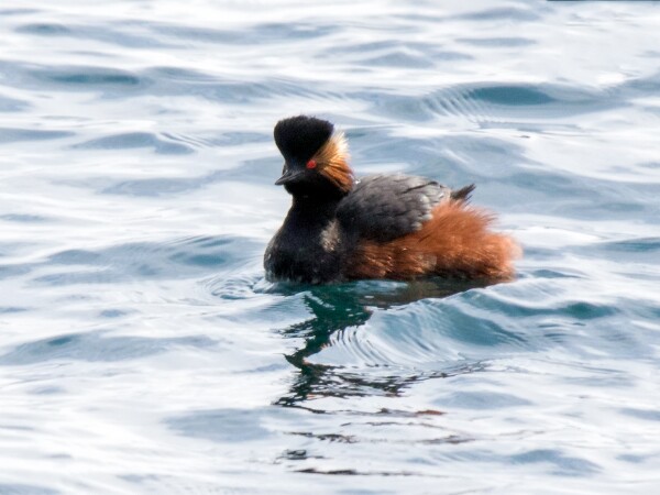 Black-necked Grebe