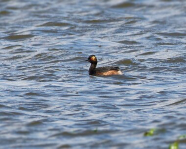 blackneckedgrebe110512 Black-necked Grebe Frampton Marsh, Lincolnshire