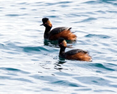 blackneckedgrebe280418 Black-necked Grebe Port Mooar, Isle of Man